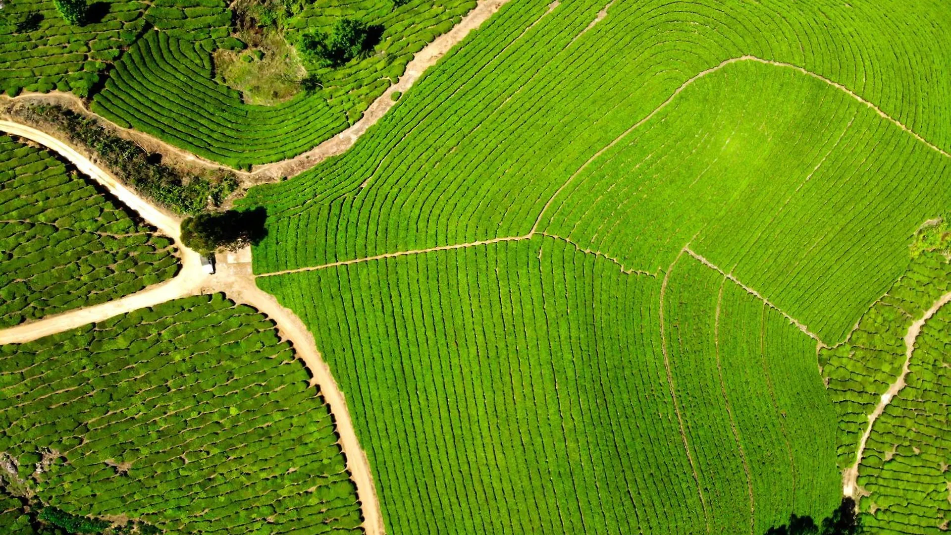 Nature Zone Jungle Resort Munnar