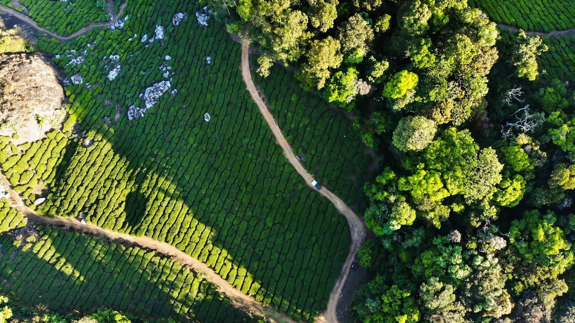 ****  Nature Zone Jungle Resort Munnar India