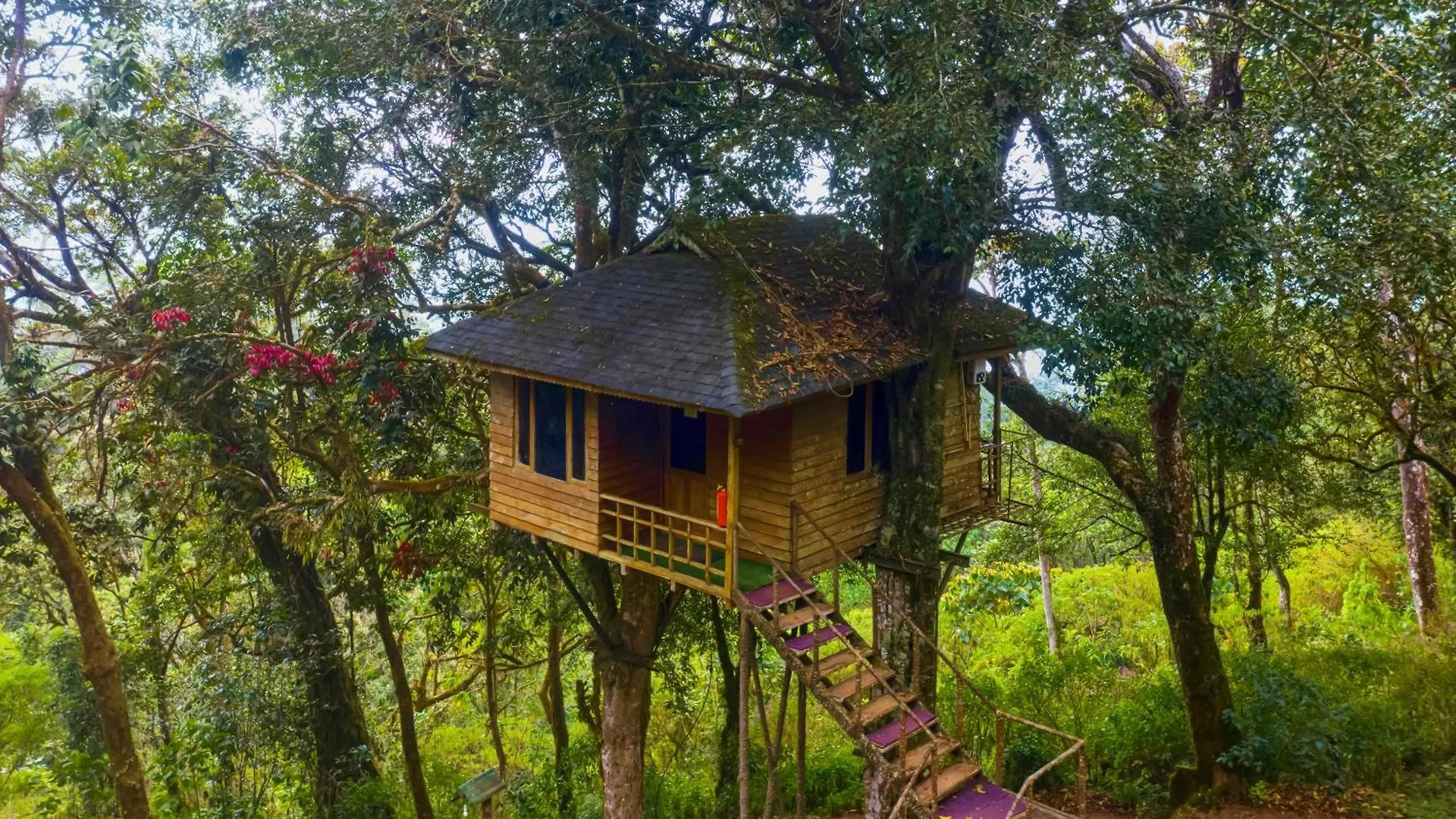 Nature Zone Jungle Resort Munnar India
